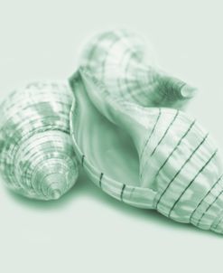 Seashells In Green
