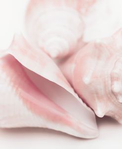 Seashells In Pink