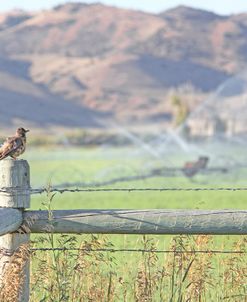 Robin On Fence Country Life