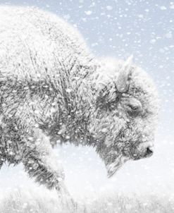 Buffalo Walk Snowflakes