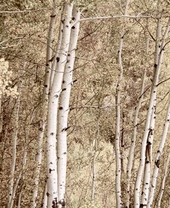 Beige and Brown Trees