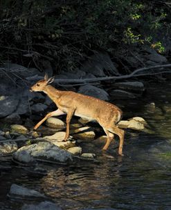 Deer Fawn Crossing River