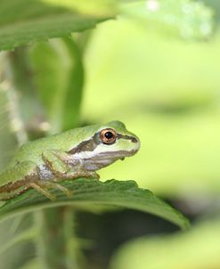 Green Pacific Tree Frog