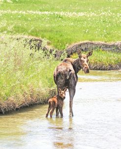 Moose and Calf in Stream