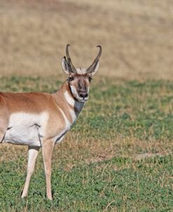 Pronghorn Antelope