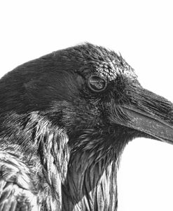 Raven Bird Black and White