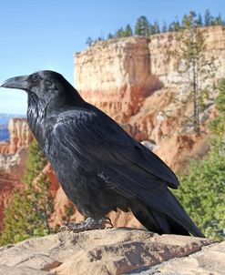Raven Bird in Canyon Overlook