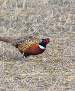 Ringed-Necked Pheasant