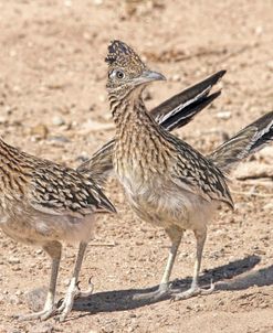 Roadrunner Birds