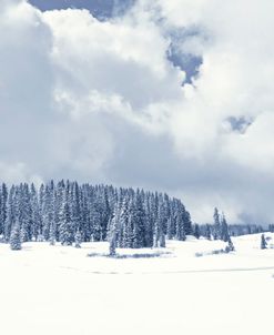 Winter Snowy Landscape Pine Trees Clouds Blue White