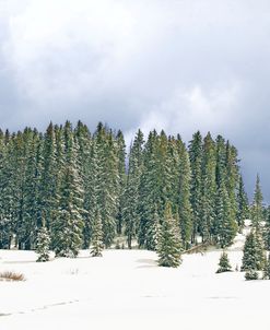 Winter Landscape Evergreen Trees In Snow