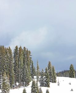 Winter Pine Trees In Snow