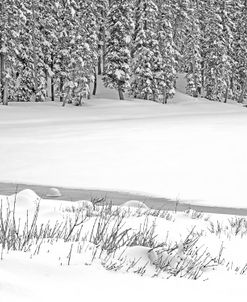 Winter Snow Covered Pine Trees Stream Black And White