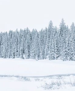 Winter Snowy Landscape Evergreen Trees Stream Blue White