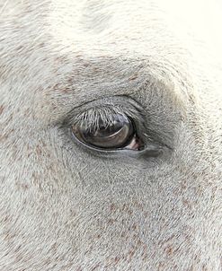 The Eye Of The Horse