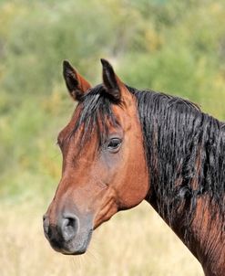 Bay Horse In Pasture