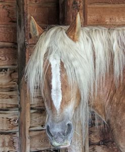 Brown Horse With Long White Mane