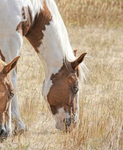 Pinto Horses Grazing