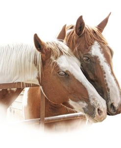 Pinto Horses Portrait