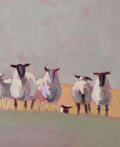 Seven Sheep