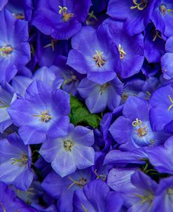 Blue Bells Carpet at Amsterdam Floral Market