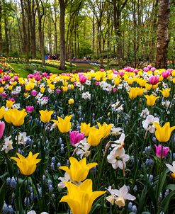 Colorful Corner Keukenhof Tulips Garden 2