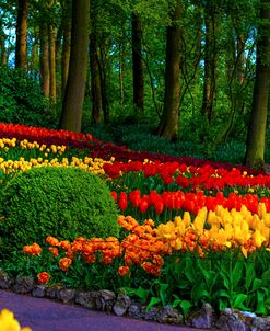 Colorful Corner Keukenhof Tulips Garden 3