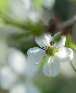 Cherry Blossom in a Sunny Day