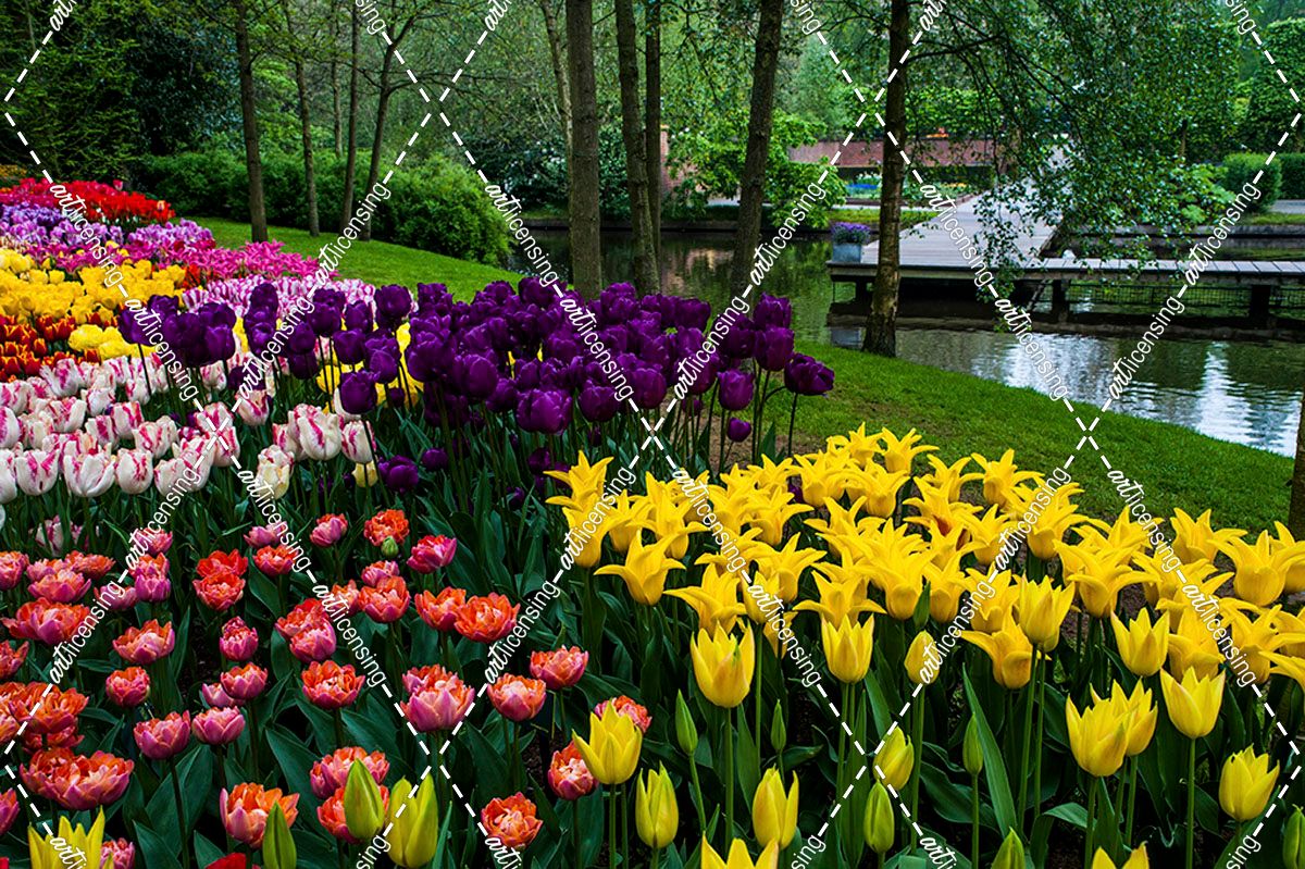 Colorful Corner Keukenhof Tulips Garden 1