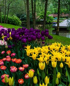Colorful Corner Keukenhof Tulips Garden 1