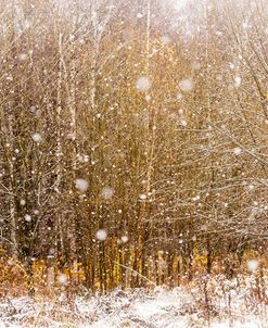 First Snowflakes