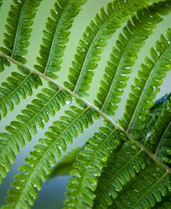 Healing Art Fern Leaf After Rain