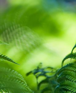 Healing Art Fern Leaves