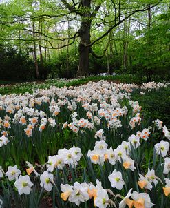 Keukenhof Botanical Daffodils Garden