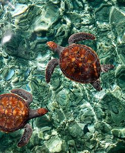 Sea Turtles in Crystal Water