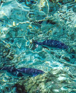 Maldives Fishes in the Clear Water 1