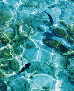 Maldives Fishes in the Clear Water 2