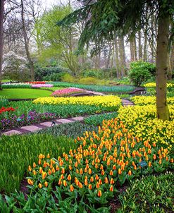 Colorful Corner Keukenhof Tulips Garden 4