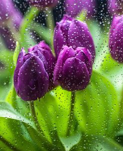 Purple Tulips in Rain