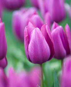 Purple Tulips of Keukenhof