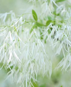 White Fringetree