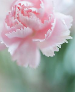 Macro of Pink Carnation