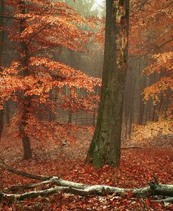 Magic of Fall Woods
