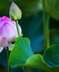 Graceful Lotus