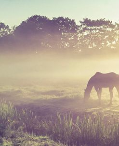 Misty Morning on the Dutch Field