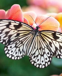 Paper Kite Tropical Butterfly 1