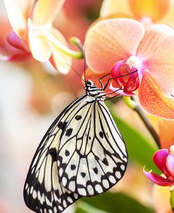 Paper Kite Tropical Butterfly 2