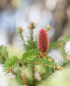 Pine Cones in Spring Time