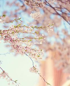 Pink Touch of Softness