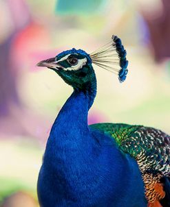 Peacock Bird of Paradise